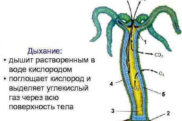 2 кракен